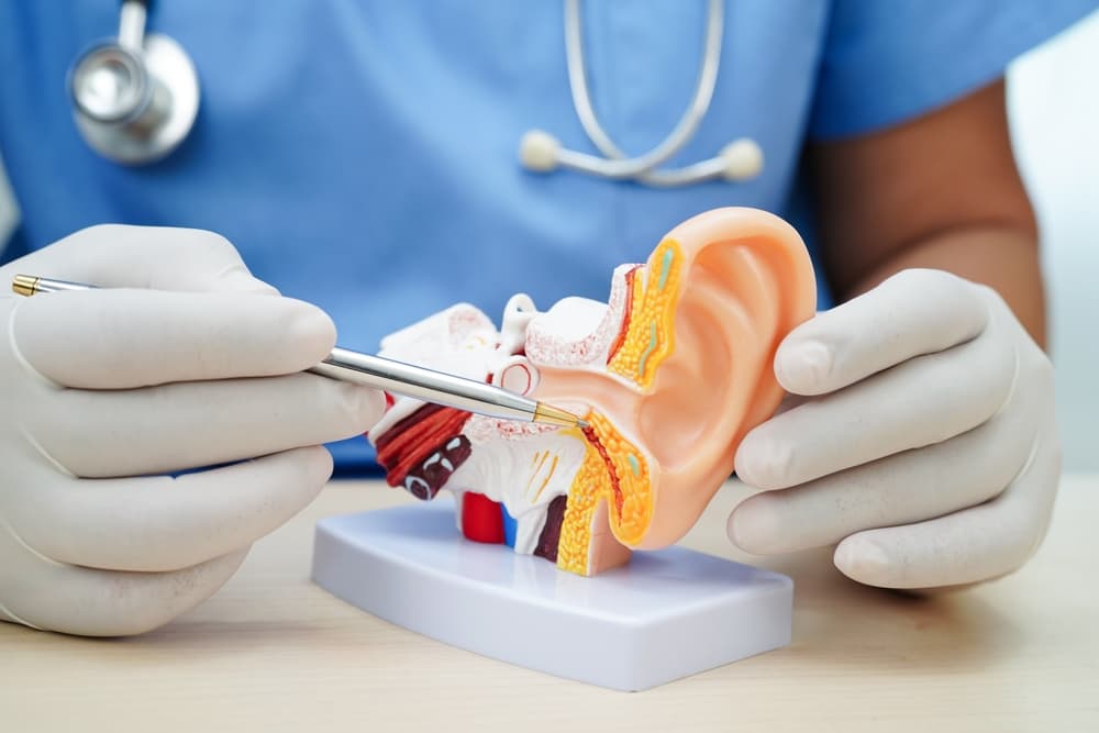 doctor holding human ear model to learn and treat hearing loss in patient.